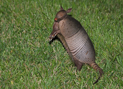 Nine-banded Armadillo 2019-07-29