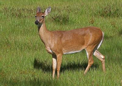 White-tailed Deer 2019-07-31