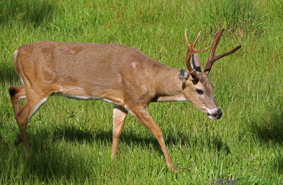 White-tailed Deer 2019-07-31