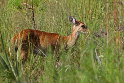 White-tailed Deer 2019-08-03