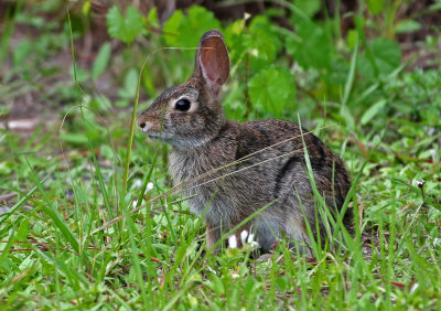 Eastern Cottontail 2019-07-29