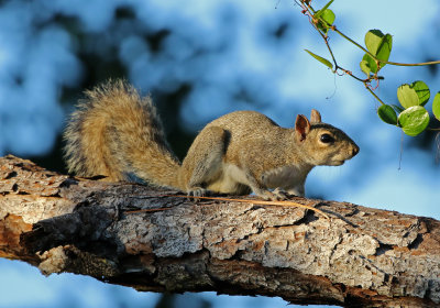 Eastern Gray Squirrel 2019-07-30