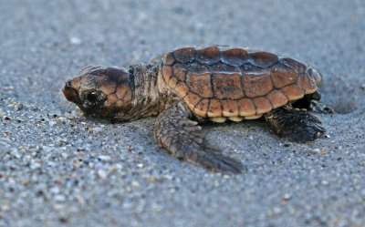 Loggerhead Sea Turtle 2019-07-29