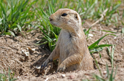 Black-tailed Prairie Dog 2019-07-07