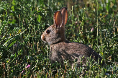 Eastern Cottontail 2019-07-14