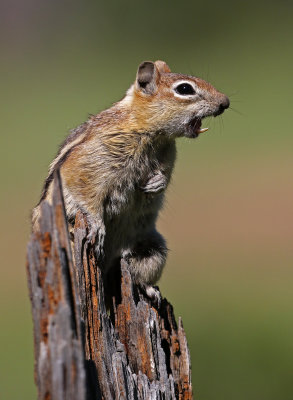 Golden-mantled Ground Squirrel 2019-07-21