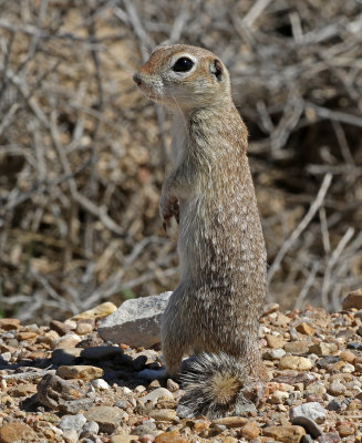 Spotted Ground Squirrel 2019-04-07