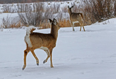 White-tailed Deer 2019-03-10