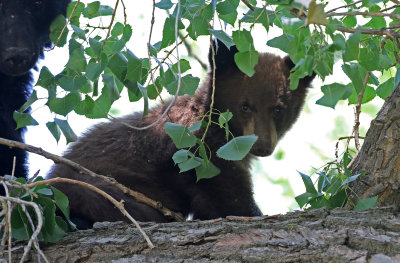 Black Bear 2019-08-18