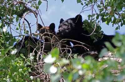Black Bear 2019-08-18
