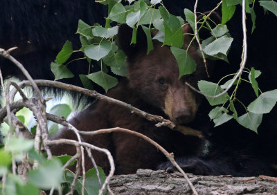 Black Bear 2019-08-18