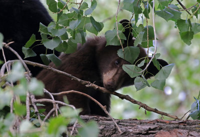Black Bear 2019-08-18