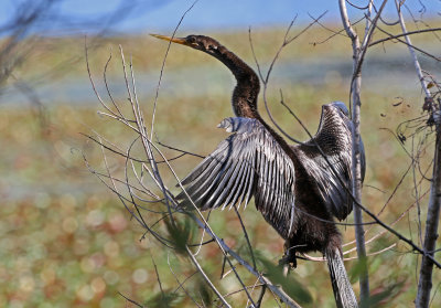 Anhinga 2019-07-29