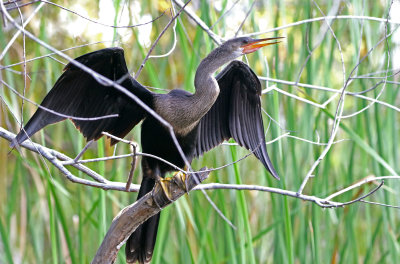 Anhinga 2019-07-29