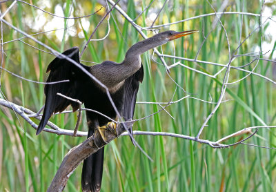 Anhinga 2019-07-29