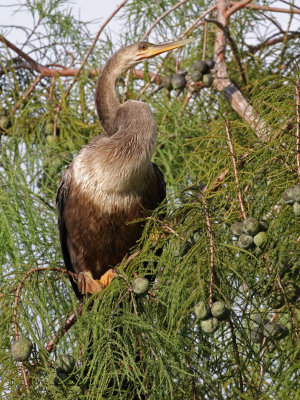Anhinga 2019-07-29