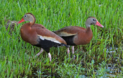 Black-bellied Whistling-Duck 2019-07-29