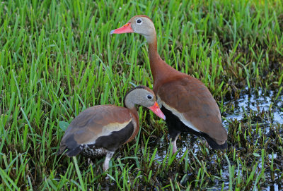 Black-bellied Whistling-Duck 2019-07-29