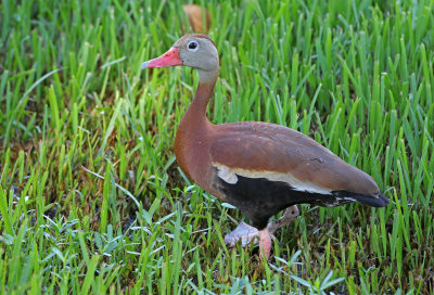 Black-bellied Whistling-Duck 2019-07-29
