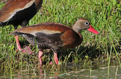 Black-bellied Whistling-Duck 2019-07-29