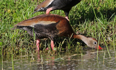 Black-bellied Whistling-Duck 2019-07-29