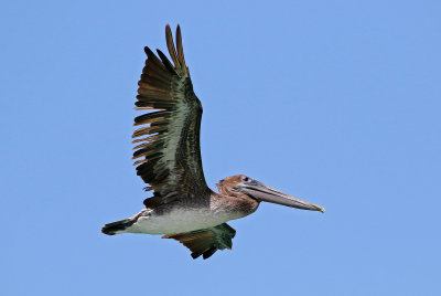 Brown Pelican 2019-07-29