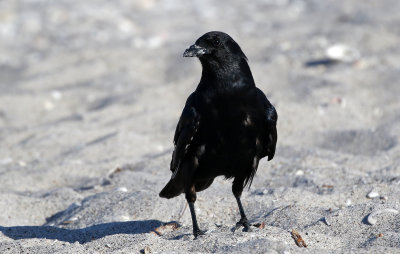 Fish Crow 2019-07-29