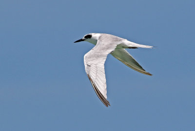 Forster's Tern 2019-07-29