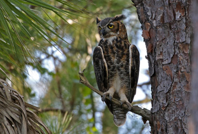 Great Horned Owl 2019-07-29