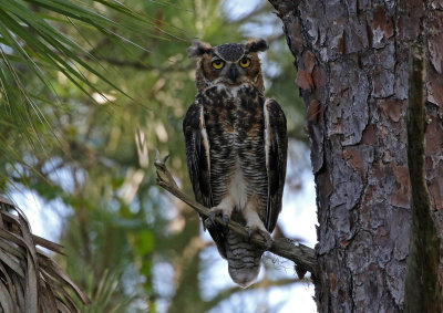 Great Horned Owl 2019-07-29