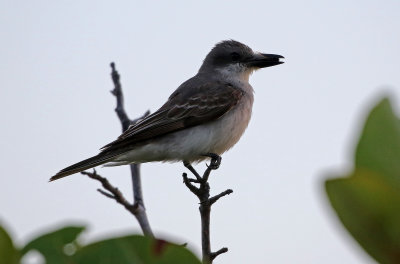 Gray Kingbird 2019-07-29