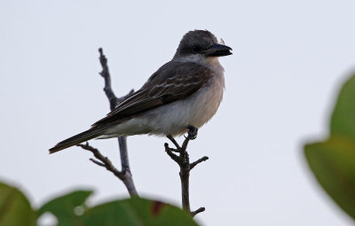 Gray Kingbird 2019-07-29