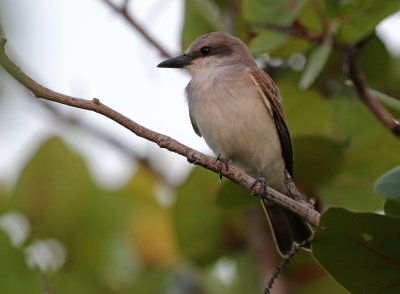 Gray Kingbird 2019-07-29