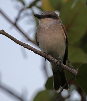Gray Kingbird 2019-07-29