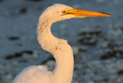 Great Egret 2019-07-29
