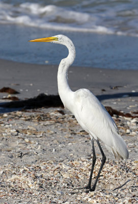 Great Egret 2019-07-29
