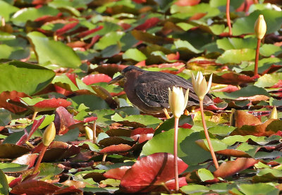 Green Heron 2019-07-29