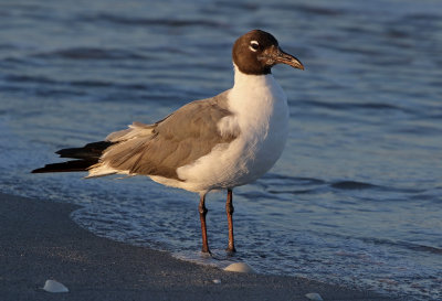 Laughing Gull 2019-07-29