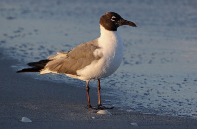 Laughing Gull 2019-07-29