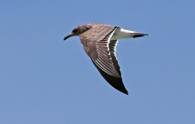 Laughing Gull 2019-07-29
