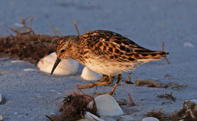 Least Sandpiper 2019-07-29