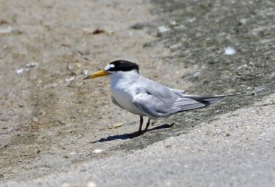 Least Tern 2019-07-29