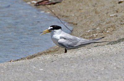 Least Tern 2019-07-29