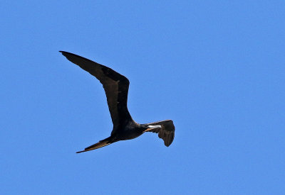 Magnificent Frigatebird 2019-07-29