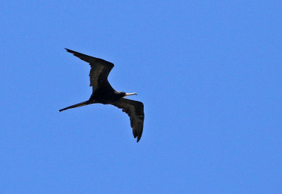 Magnificent Frigatebird 2019-07-29