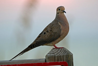 Mourning Dove 2019-07-29