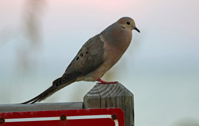 Mourning Dove 2019-07-29