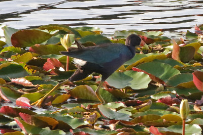 Purple Gallinule 2019-07-29