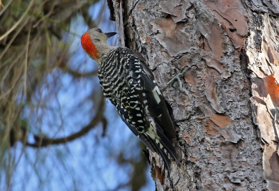 Red-bellied Woodpecker 2019-07-29