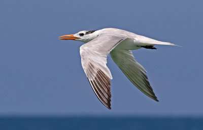 Royal Tern 2019-07-29